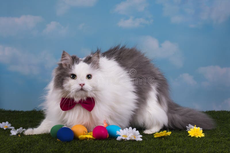 Cat in the Suit Bunny Celebrates Easter Stock Photo Image of bunny