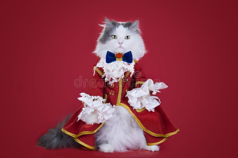 Cat in a suit of the Duke on a colored background isolated