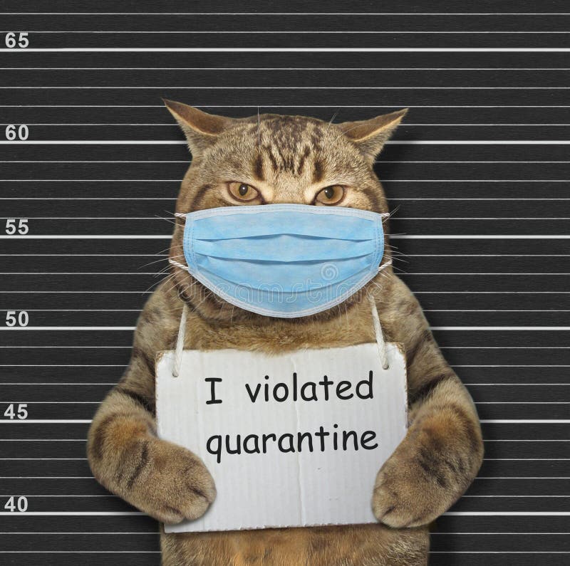 Cat with Sign and Rum in Prison Stock Image - Image of beige, creative:  167814463