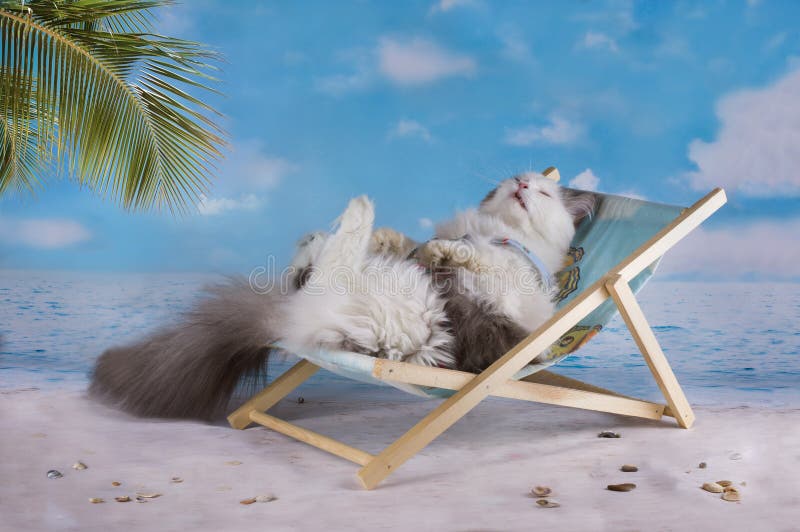 Cat in a Swimsuit Sunbathe on the Beach Stock Photo Image of kitty