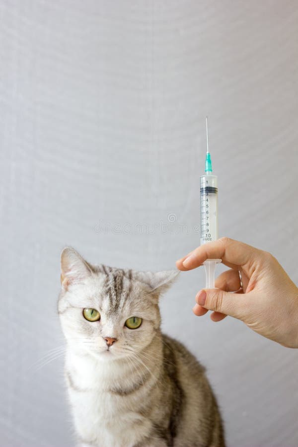 Cat and Syringe in Vet Clinic. Stock Photo Image of creature, syringe