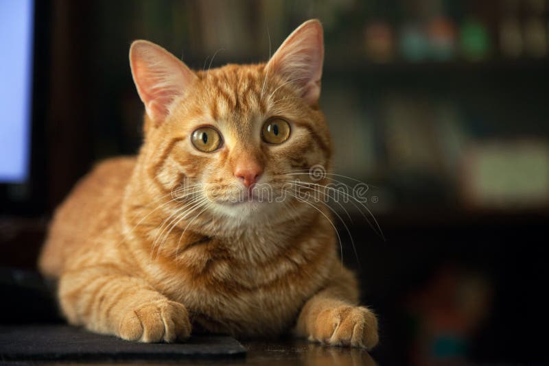 Gato es un sobre el mesa.