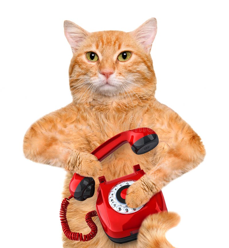 Cat with a Dog on the Phone with a Can Stock Image Image of operator
