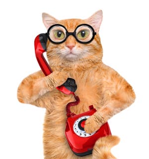Cat Talking On The Phone Stock Image Image Of Funny 55231585