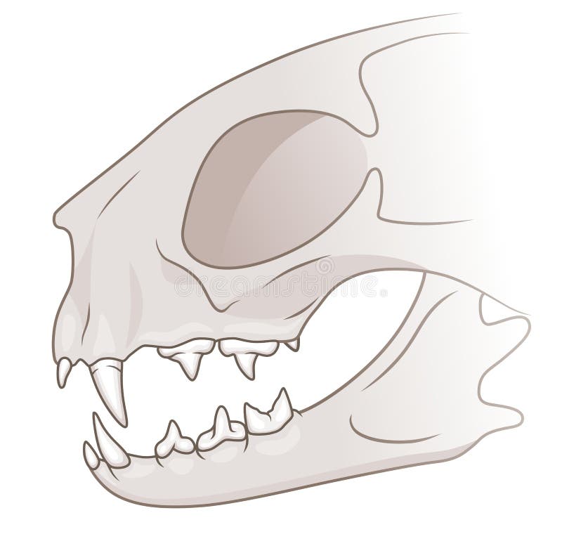 cat teeth anatomy