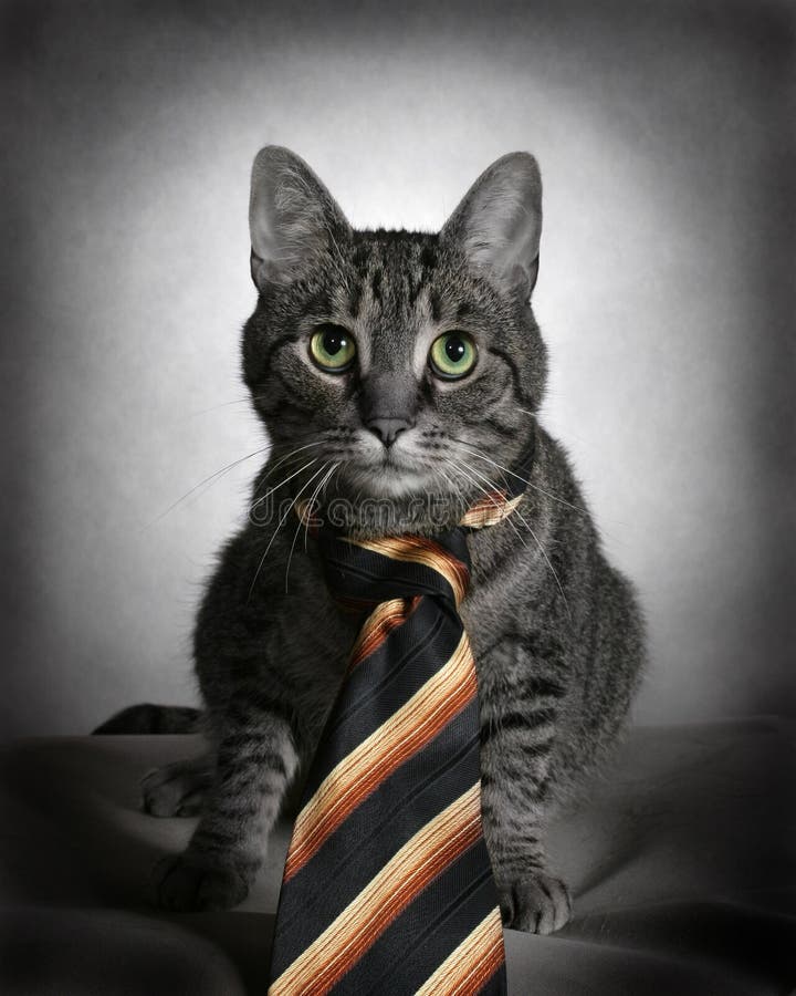 Cat in tie