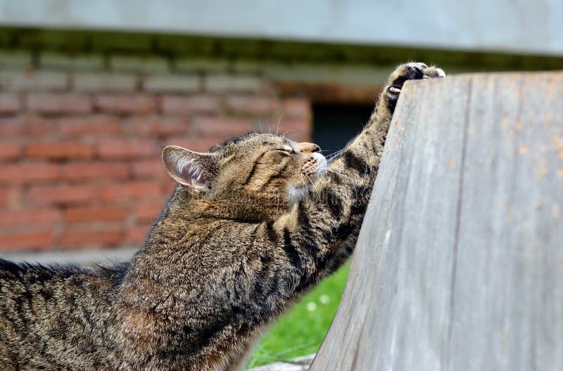 Cat To Sharpen Claws Stock Photos Free & RoyaltyFree Stock Photos