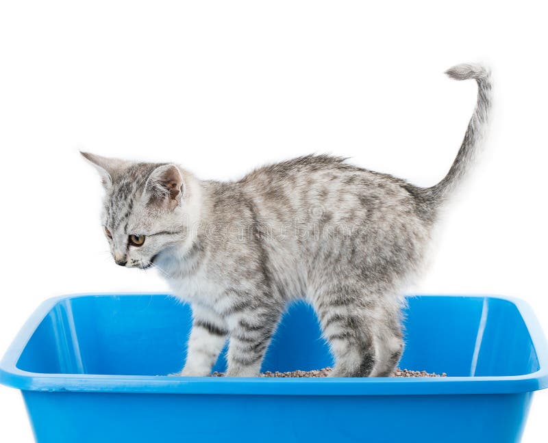 Kitten or Little Cat in Toilet Tray Box with Litter Stock Image Image