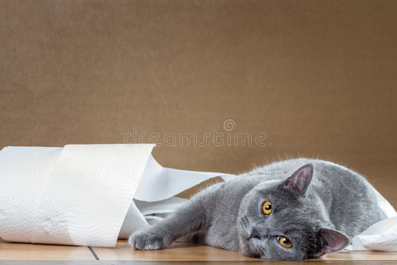 Cat and toilet paper. stock photo. Image of hygiene, background 87590624