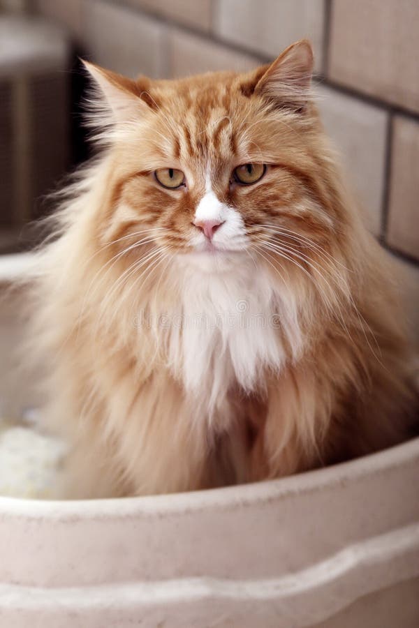 Love cats stock image. Image of closed, cats, home, female 21487431