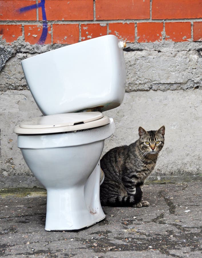 Cat Toilet Seat Stock Photos Free & RoyaltyFree Stock Photos from