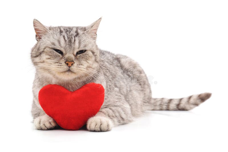 Cat with toy heart stock image. Image of gray, characters - 133264815