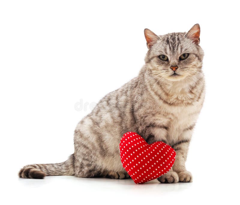 174 Abstract Kitten Heart Photos Free Royalty Free Stock Photos From Dreamstime