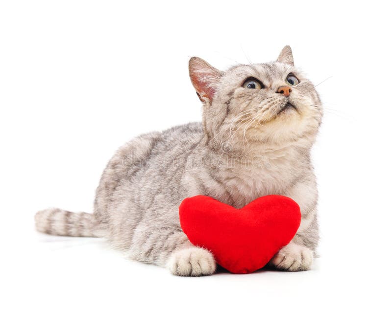 Cat with toy heart stock photo. Image of domestic, kitten - 169479008