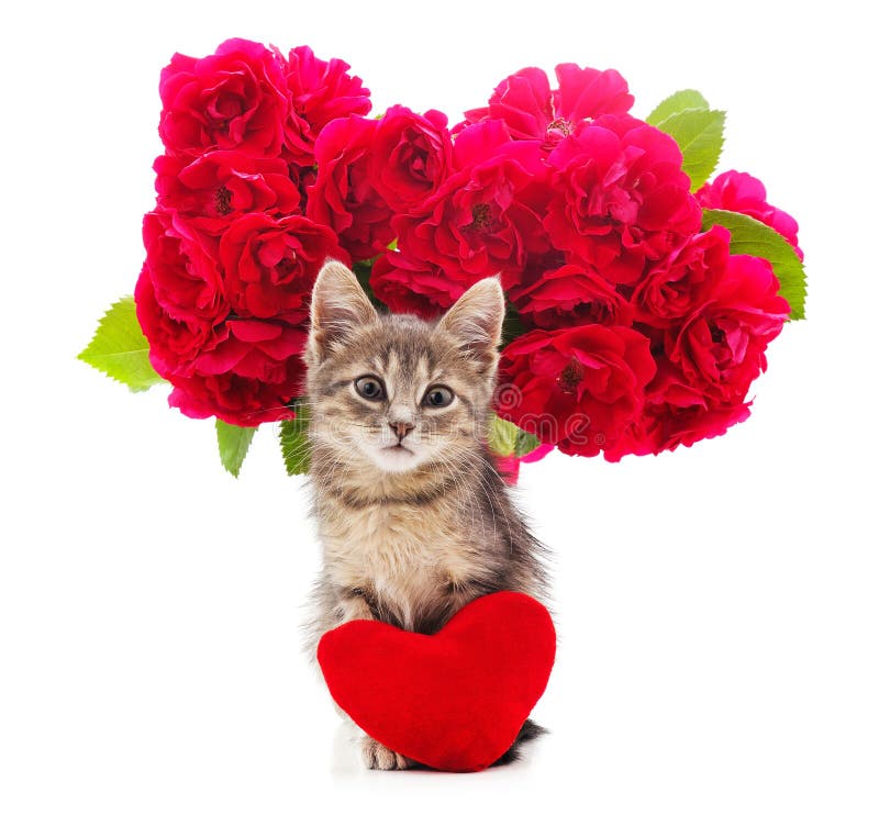 591 Kitten Red Roses Stock Photos Free & RoyaltyFree Stock Photos