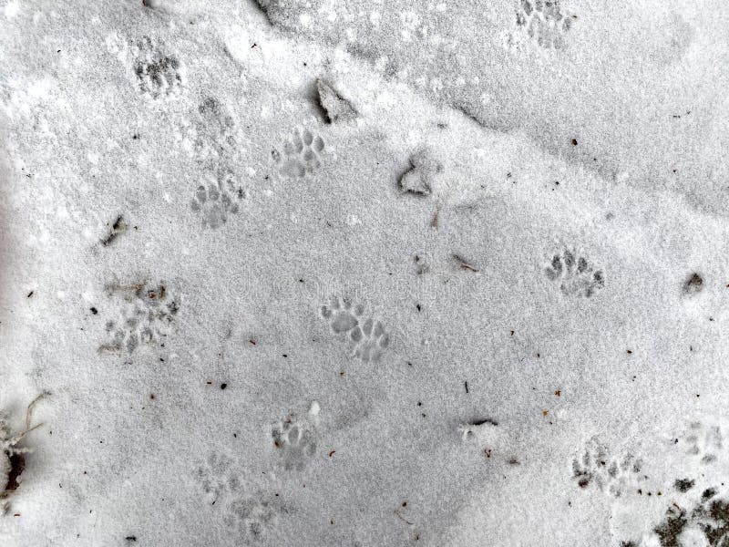 Cat Tracks on the First Snow. Snow Grains on the Ground Stock Photo