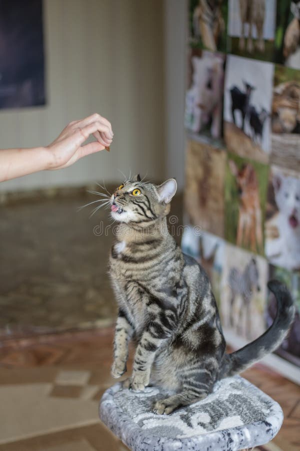 Cat Training. Hand Feed a Tabby Cat. Stock Photo Image of portrait