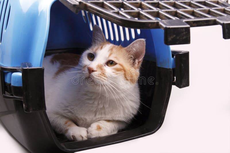 Cat in transport box