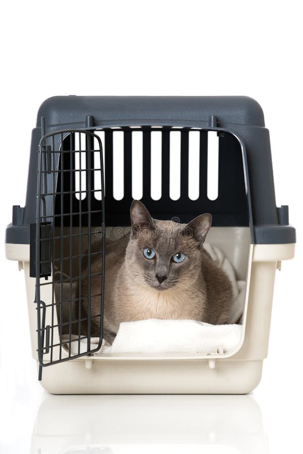 Cat in a transport box stock image. Image of beautiful 68218541