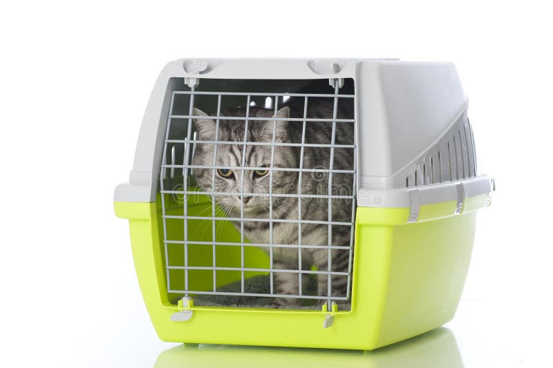 cat transport box