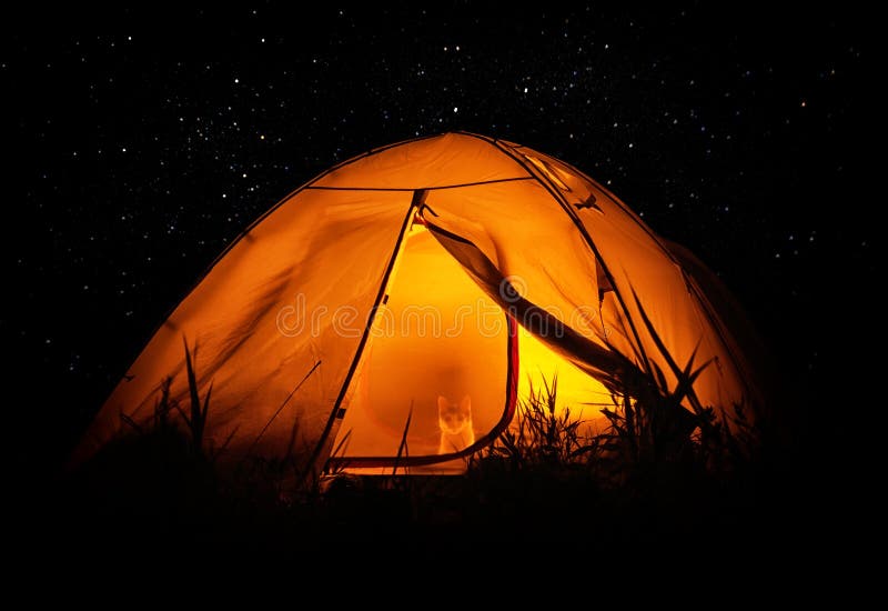 https://thumbs.dreamstime.com/b/cat-traveler-tent-animal-sit-night-surrounded-stars-lights-forest-night-98631306.jpg