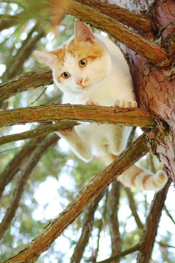 Cat on tree