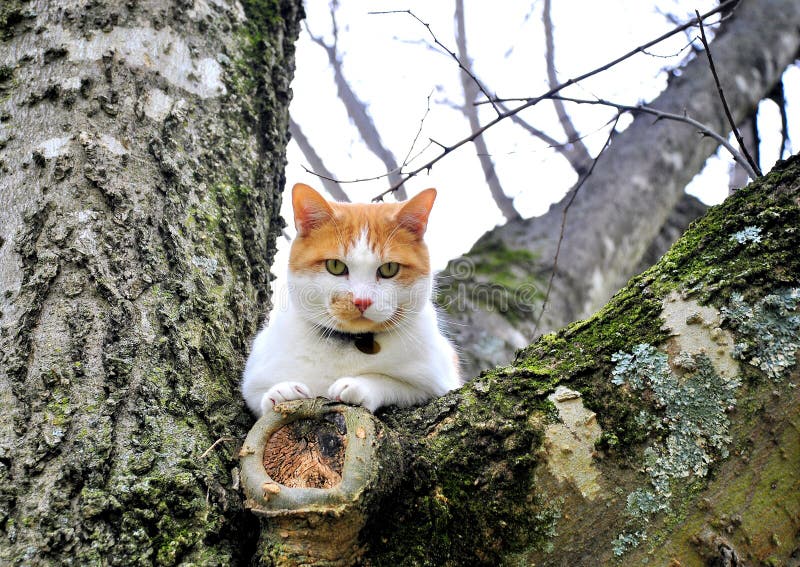 Cat in a tree