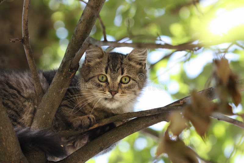 Cat on a tree royalty free stock photo