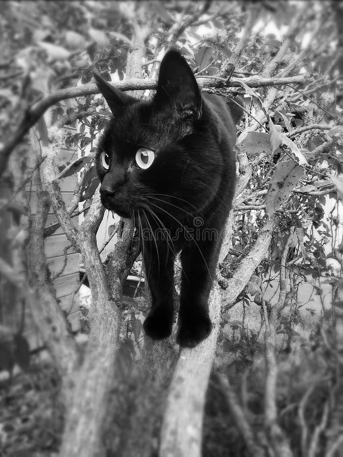 Cat on a tree stock image. Image of trees, garden, animals 212261695