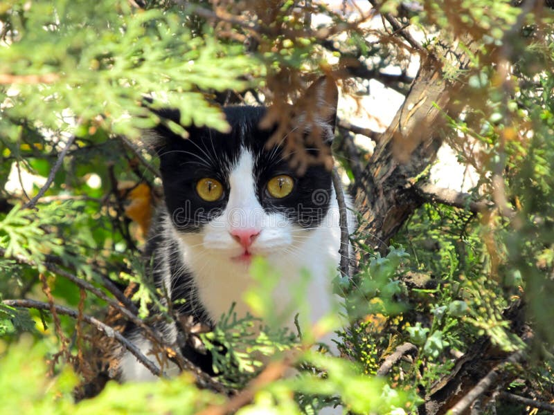 Cat portrait on tree throe leafs. Cat portrait on tree throe leafs.