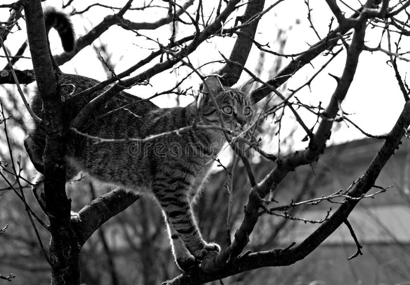 Cat in a tree