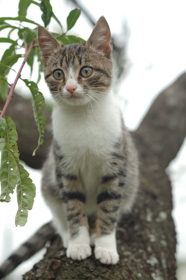 Cat on a tree