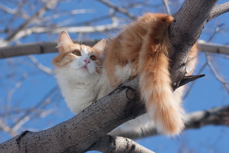 Cat on tree