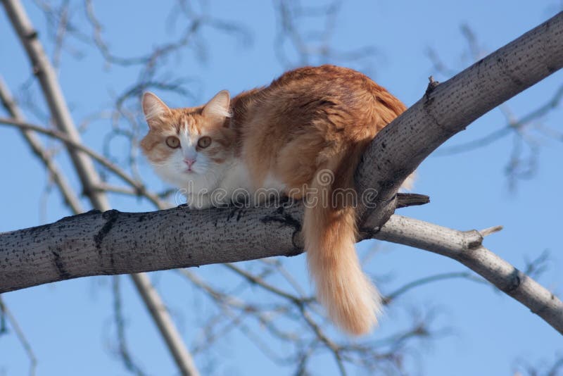 Cat on a tree