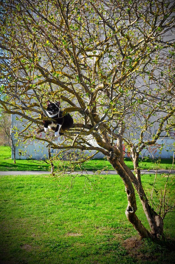 Cat on the tree stock image. Image of smooth, ears, tree 31608641