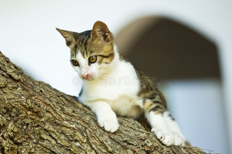 Cat on a tree branch stock image. Image of kitty, adorable 26520537