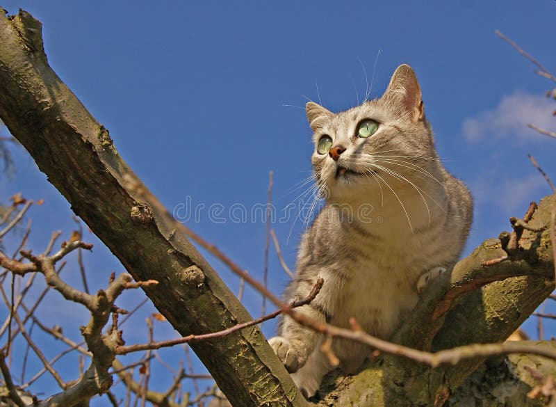 Cat on the tree