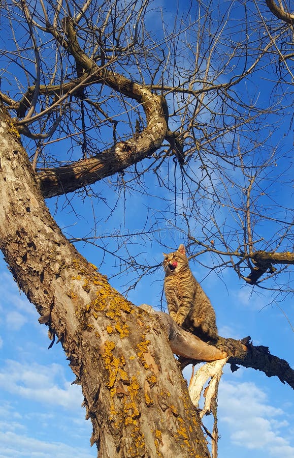 Cat in tree stock photo. Image of look, cute, domestic 111992594