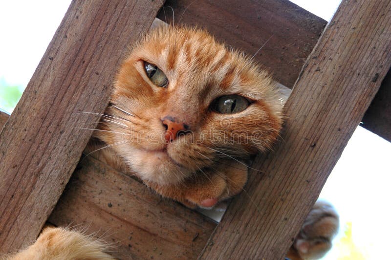 Un gatto di giocherellare con la sua testa attraverso la lavagna a traliccio.