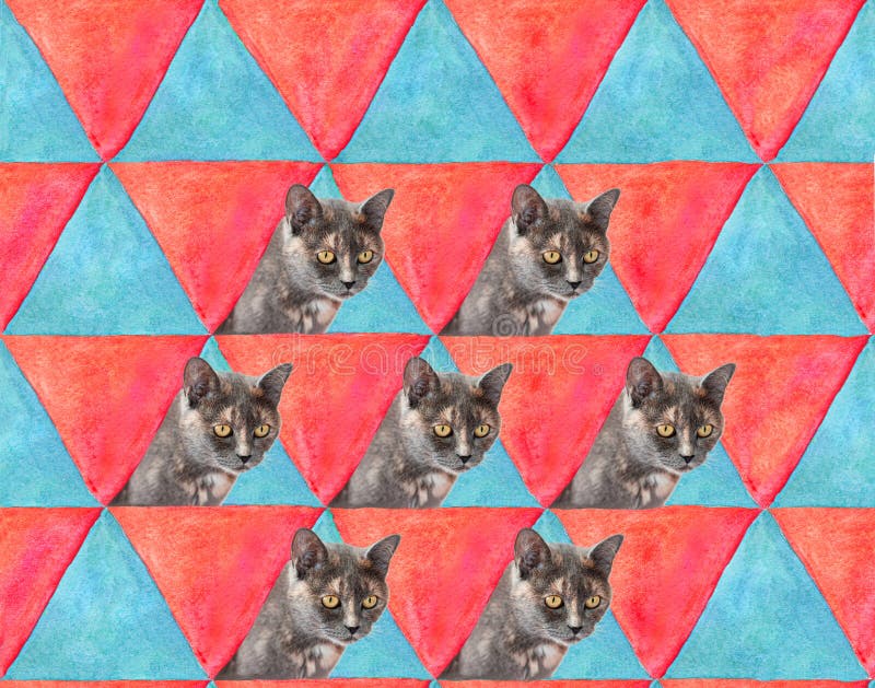 Cat on triangles multicolored background. Duplicate the grey female cat in the picture. Watercolor and photo as pop art style for