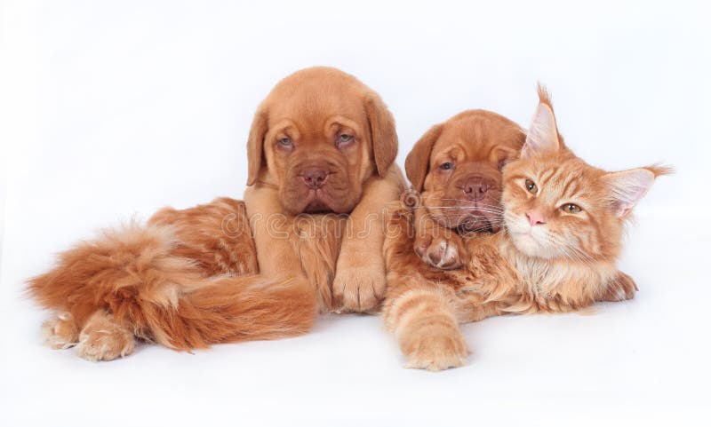 Cat and two dog