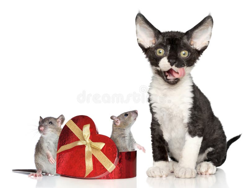 Cat feeds rat king with cheese Stock Photo by ©Iridi 311613576