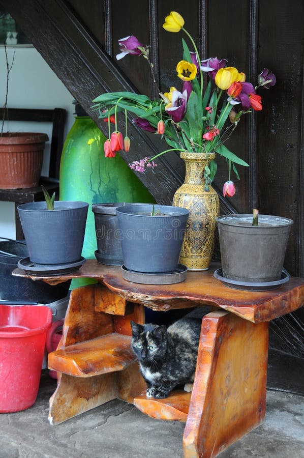 Cat Under Bench and Flowers stock photos