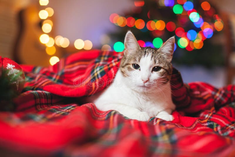 Cat under a christmas tree stock photo. Image of celebration 200190150