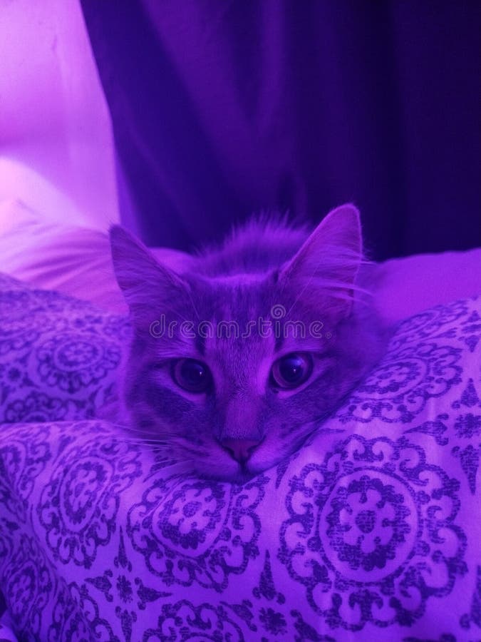 Cat under colored light stock photo. Image of violet - 259685716