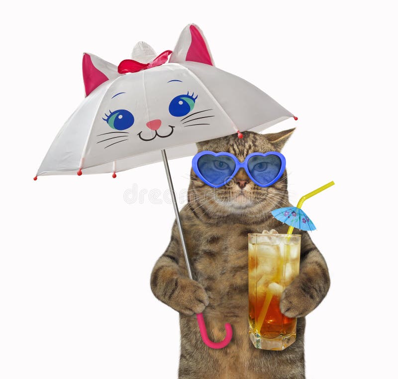 Cat under funny umbrella stock image. Image of animal - 192816051 Cat under funny umbrella stock image. Image of animal - 192816051