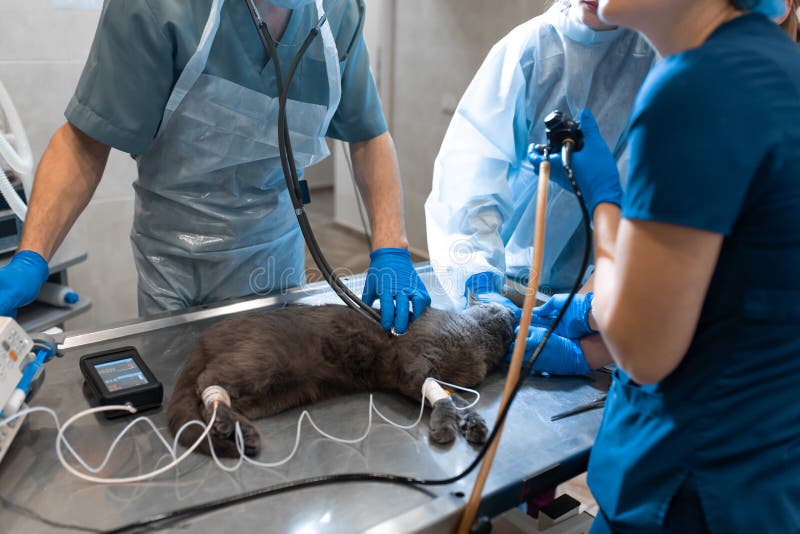 Cat Under General Anesthesia on the Operating Table. Pet Surgery Stock Photo Image of concept