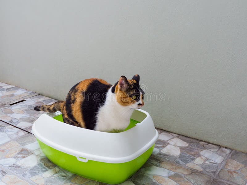 Cat urinating in the litter box
