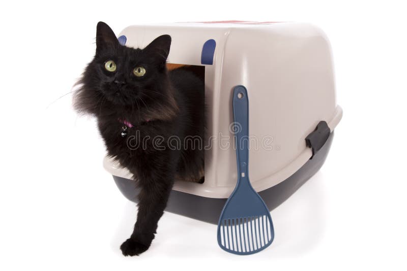 Kitten or Little Cat in Toilet Tray Box with Litter Stock Image Image