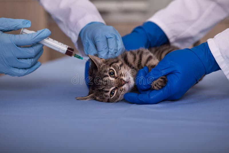 Cat vaccine for pre-emptive protection from diseases stock images Cat vaccine for pre-emptive protection from diseases stock images